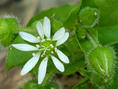 鹅肠菜