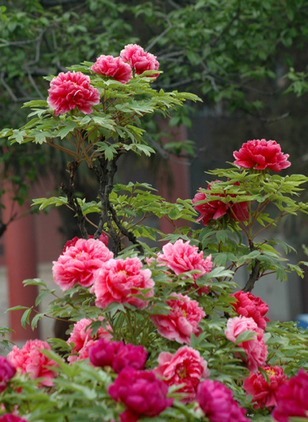 花卉