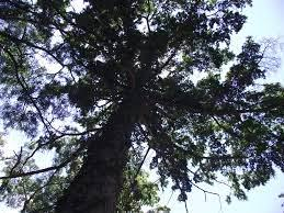 油杉属