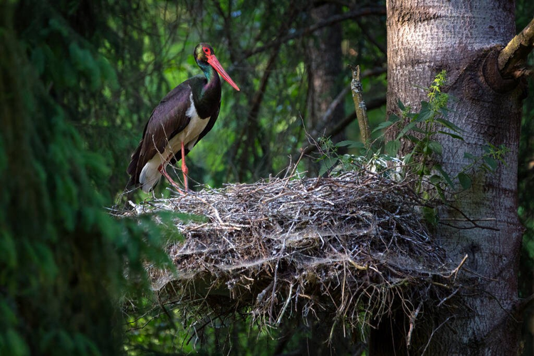 黑鹳是鹳科的一种大鸟