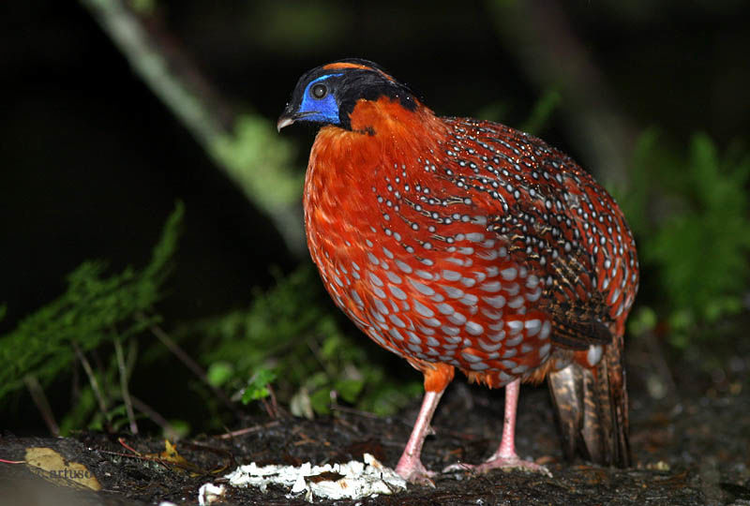 tragopan.de.temminck.char.jpeg