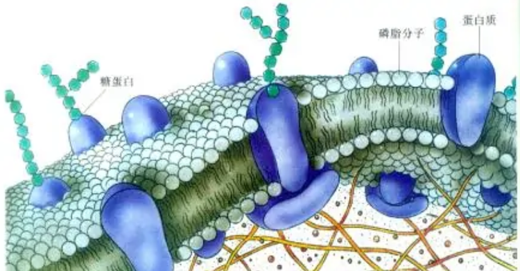 原核生物
