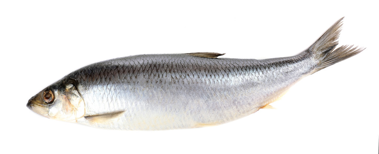 新鲜青鱼Fresh herring fish.jpeg