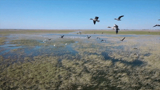 沙湖山观鸟.gif