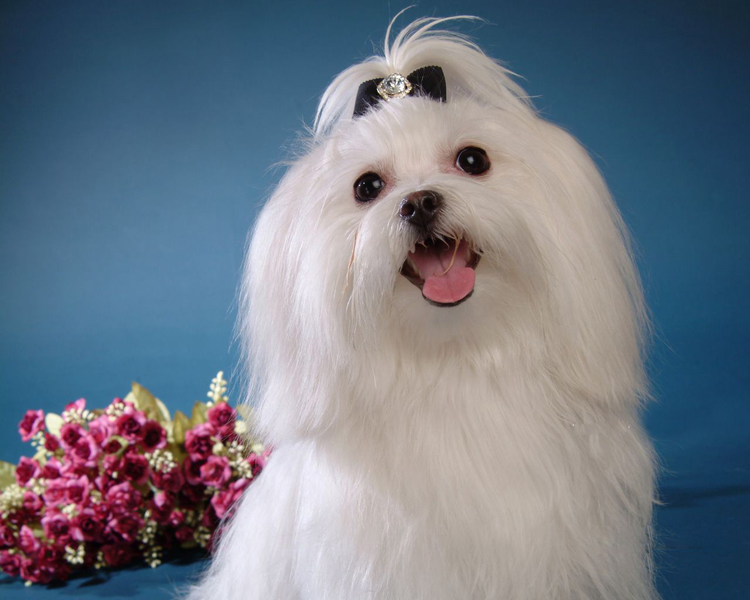 玛尔济斯犬