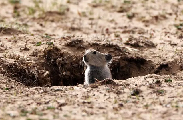 新疆维吾尔自治区