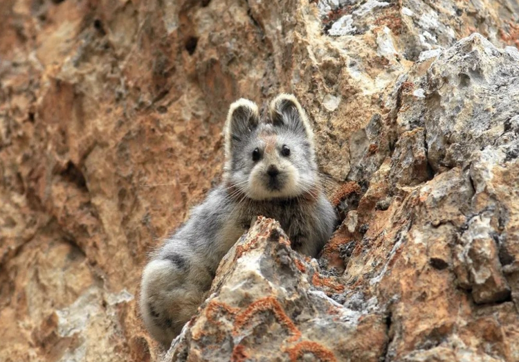 新疆维吾尔自治区