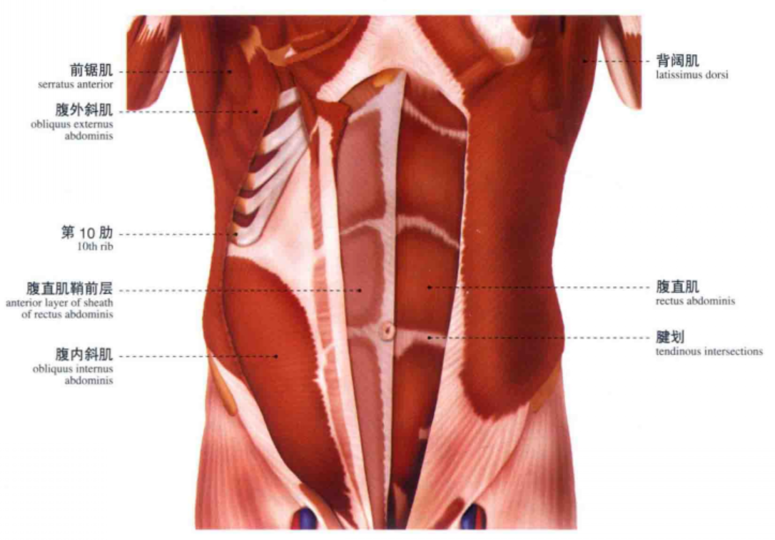 腹肌