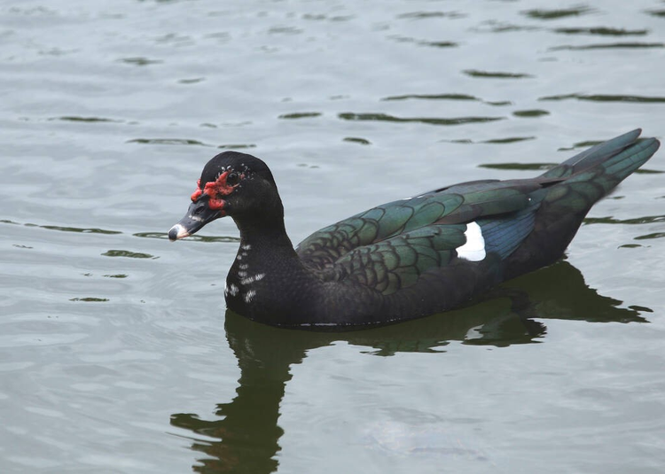 番鸭（cairina moschata）