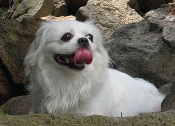 京巴犬