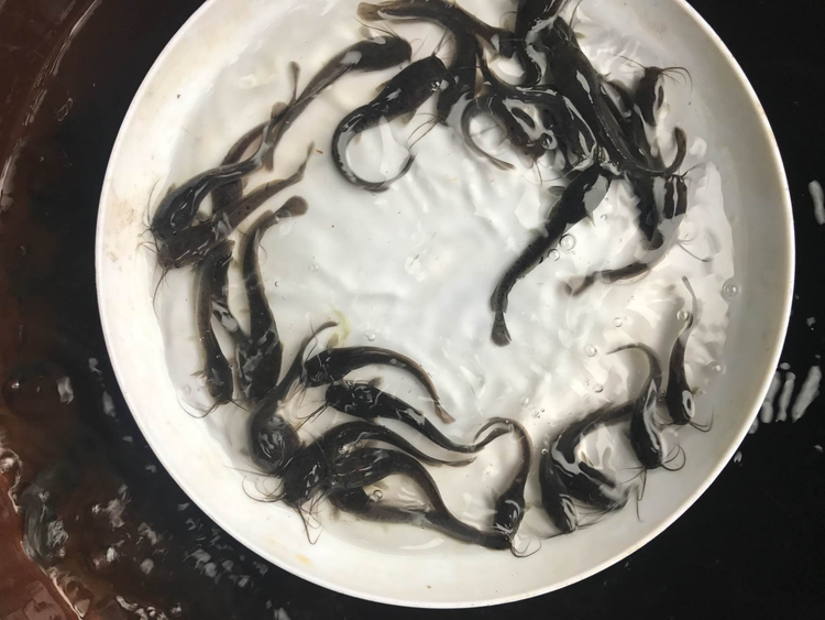 胡子鲶