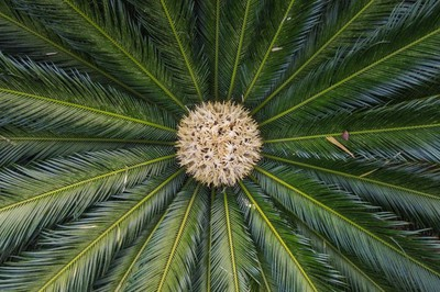 独家：广西南宁1360岁铁树开花 雄花似宝塔雌花像绣球