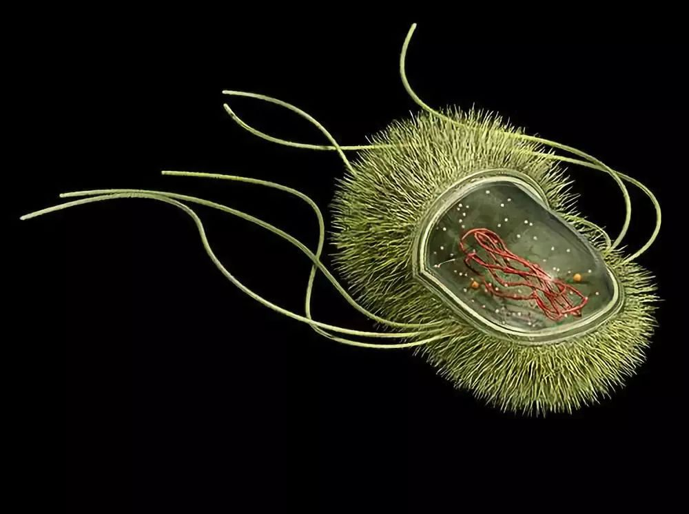 原核生物