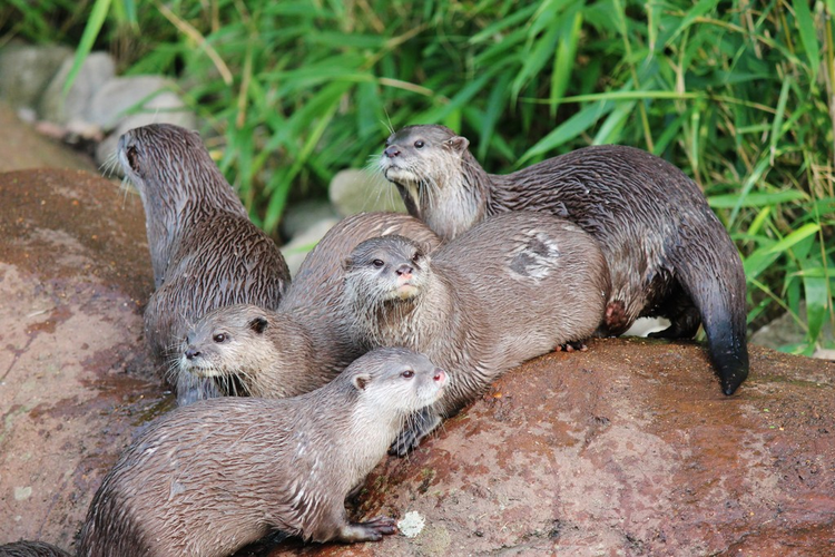 水獭科-湿亚洲小爪水獭otter family - wet Asian small-clawed otters