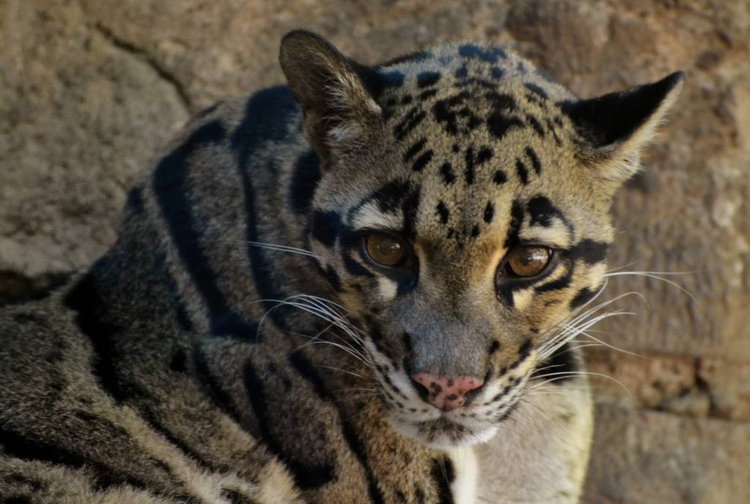 云豹Clouded leopard (Neofelis nebulosa).jpeg