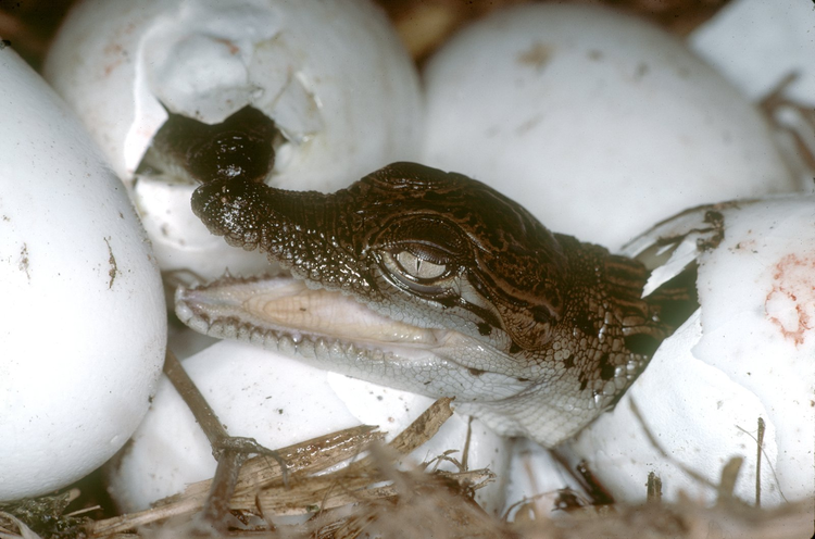Crocodylus_porosus.jpeg