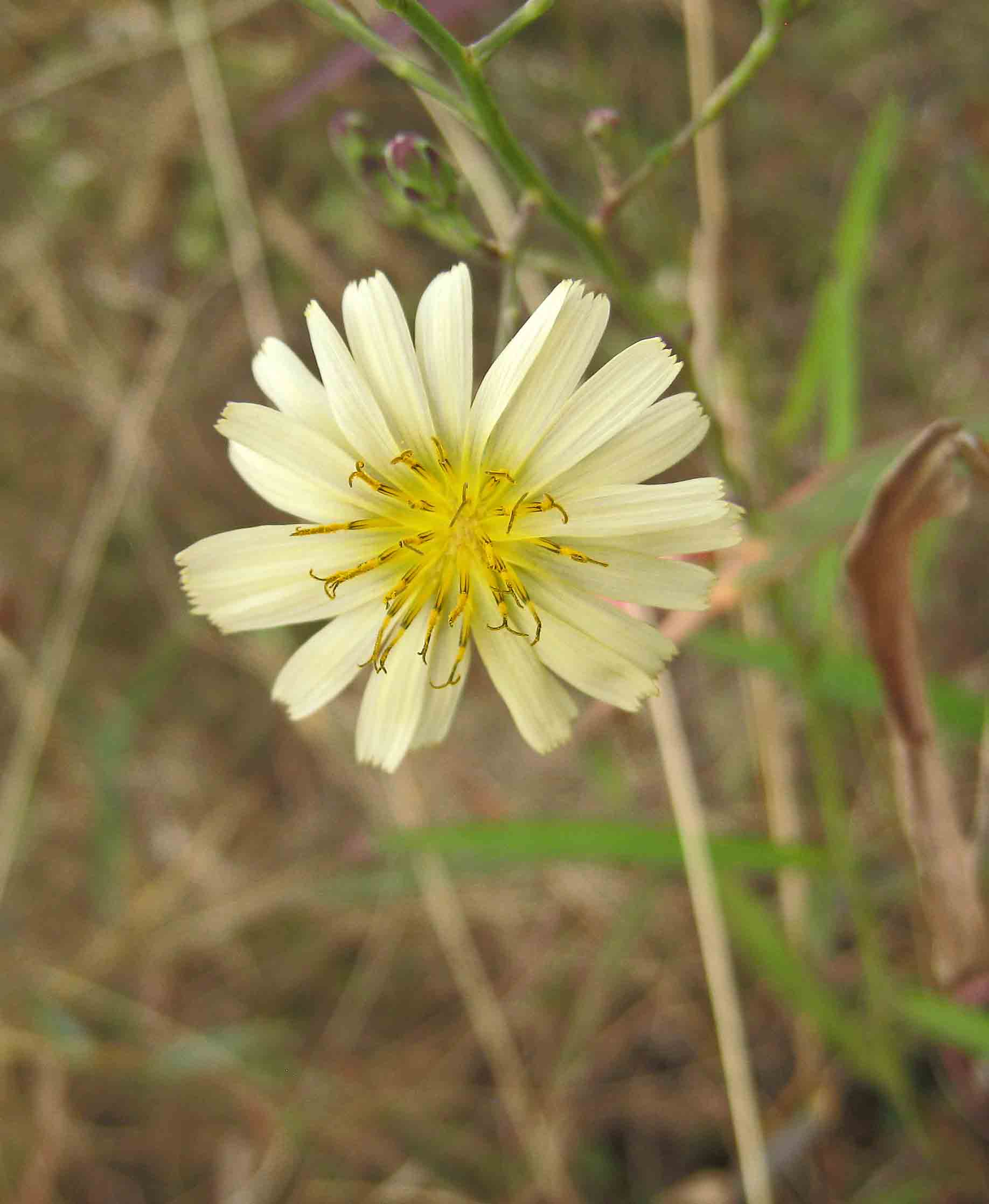 苦荬菜
