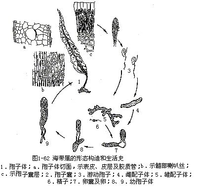 褐藻门