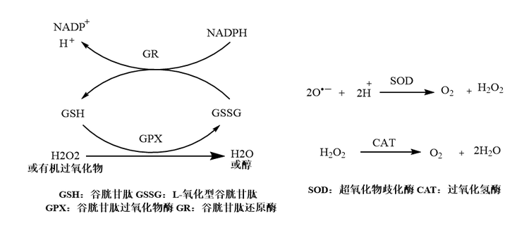 抗氧化剂
