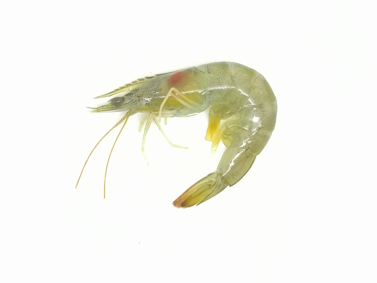 南美白对虾 北极虾.jpeg