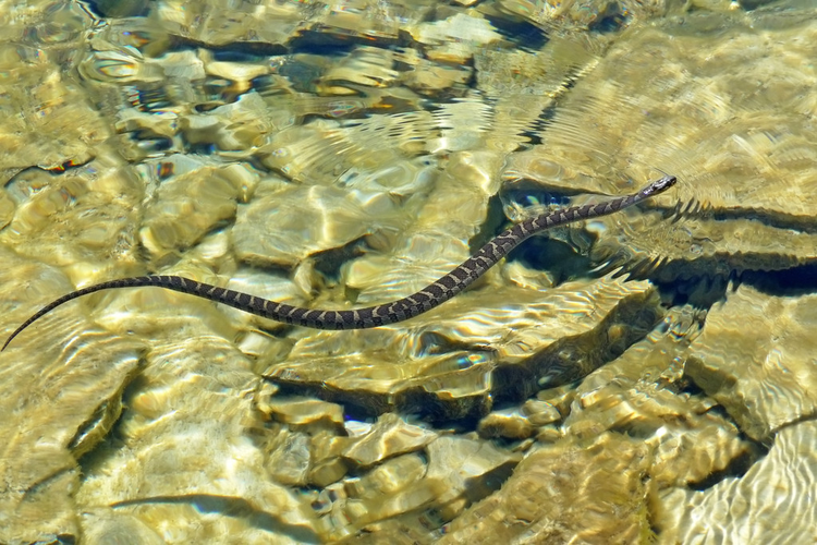 金水上的北方水蛇Northern water snake on golden water.jpeg