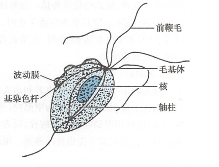 滴虫性阴道炎