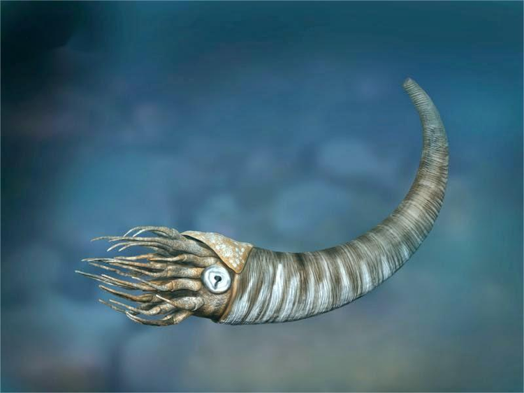 Cyrtoceras_NT.jpg