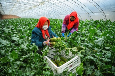 中新社：天津“萝卜小镇”入选首批中国乡村旅游重点镇（乡）名单.jpg