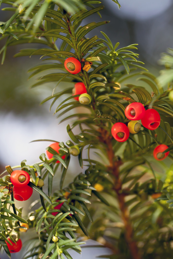 红豆杉Taxus