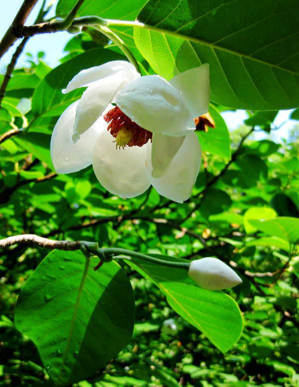 木兰花