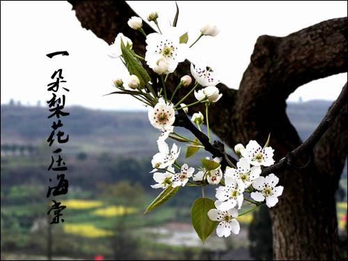 一树梨花压海棠