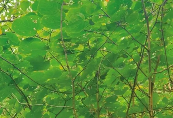 乳源瑶族自治县