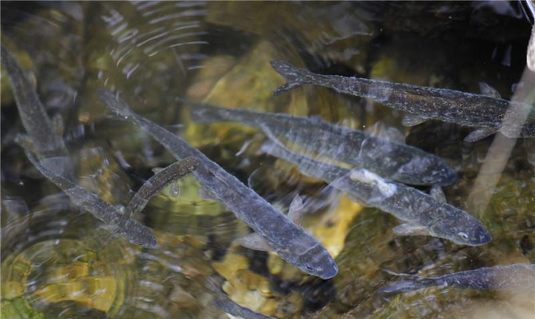 普达措国家公园