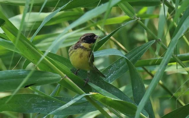 奥林匹克森林公园