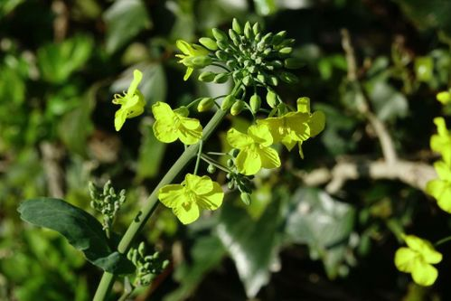 欧洲油菜