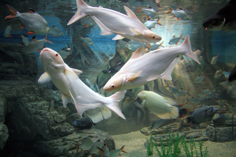 上海海洋水族馆