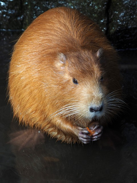 海狸鼠坐在岩石上胡萝卜Beaver Rat sitting carrot on rocks.jpeg