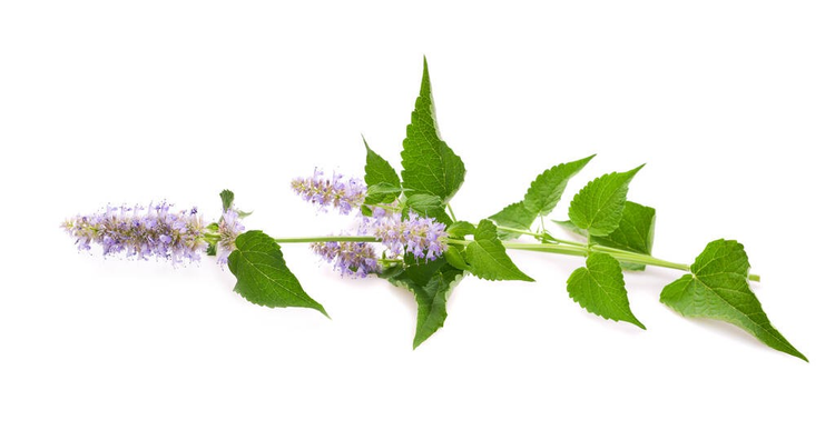 蓝色巨大牛膝草花孤立在白色