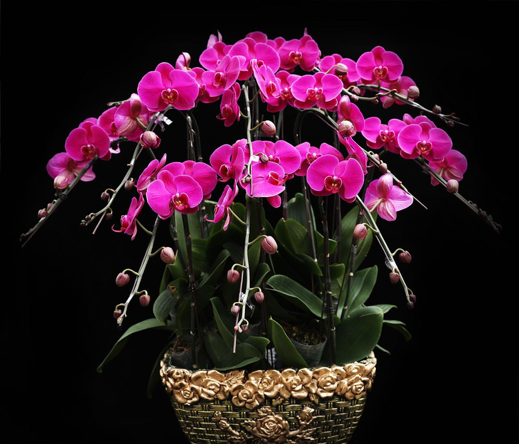 花卉