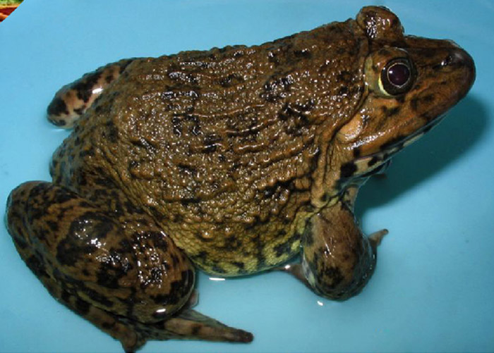 虎纹蛙