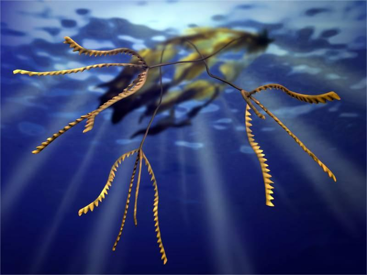Tetragraptus_NT.jpg