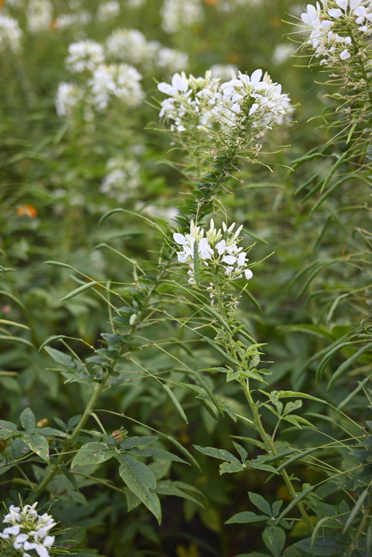 白花菜