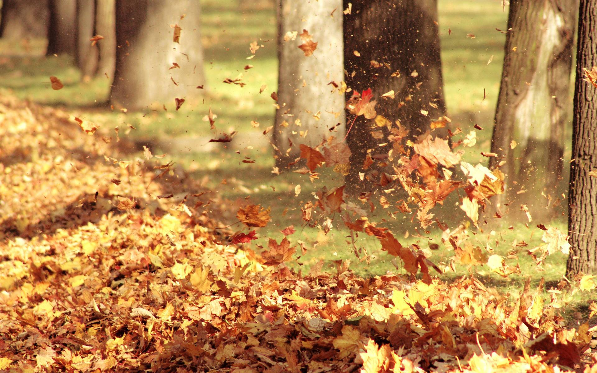 Fall