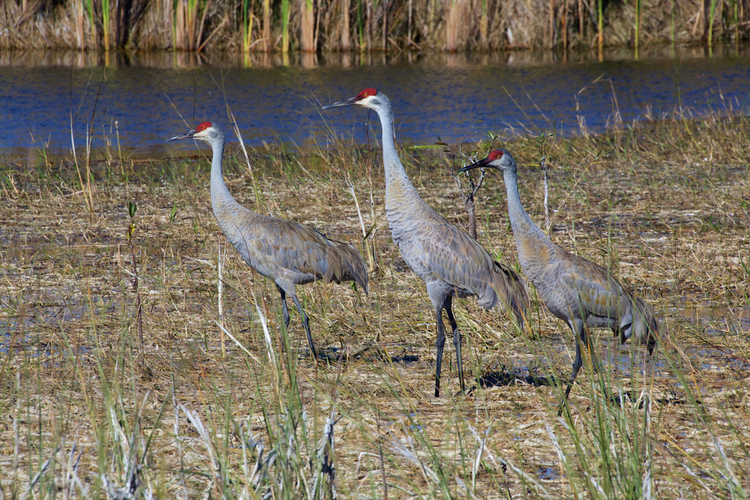 沙丘鹤鸟sandhill cranes birds.jpeg