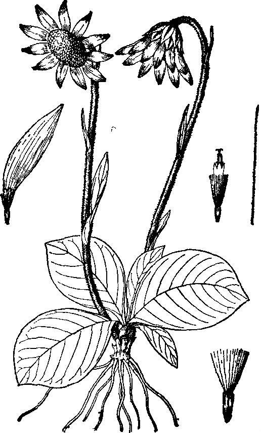 壮观垂头菊