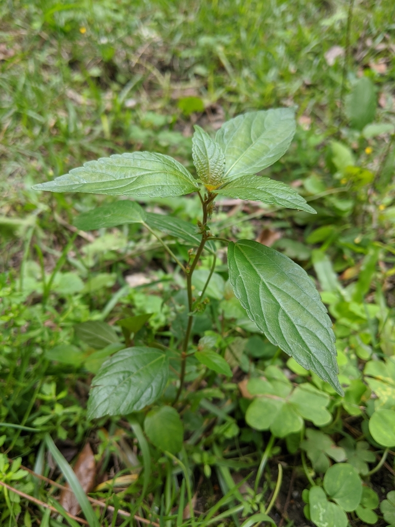 铁苋菜