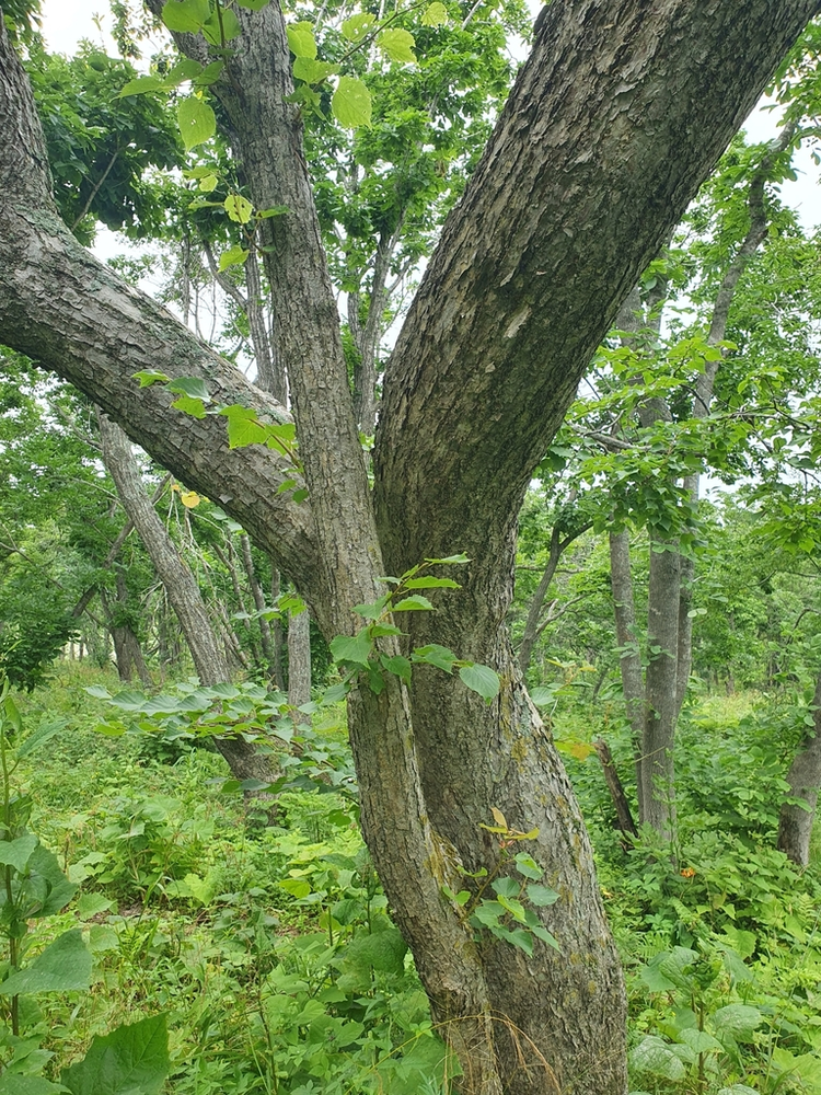 紫椴