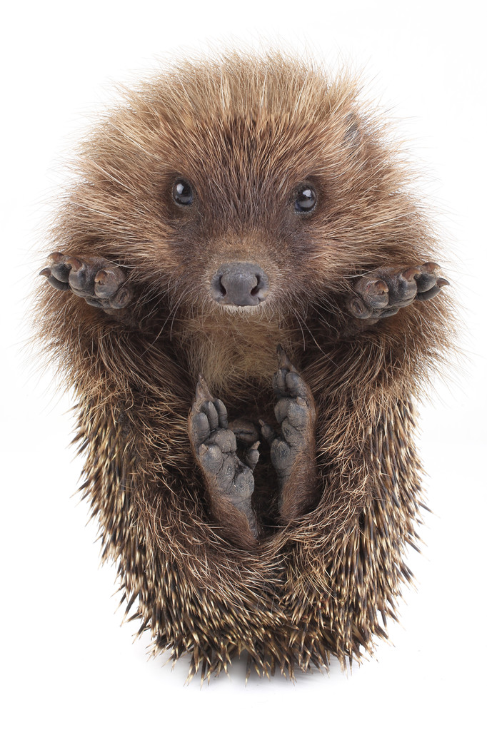 小可爱的刺猬Little cute  hedgehog