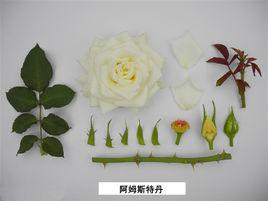 阿姆斯特丹
