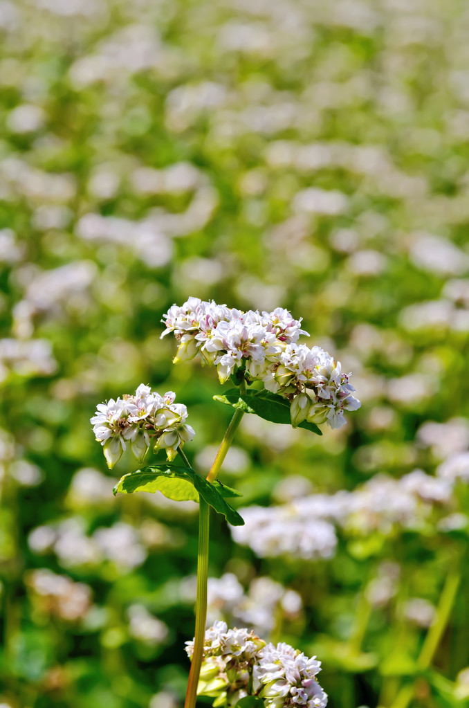 绿地上的荞麦开花Buckwheat blossoms on green field